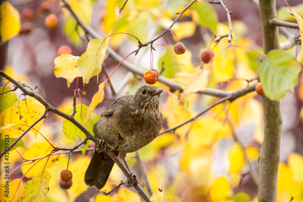 Blackbird picking fruits from a tree Blackbird picking fruits from a tree