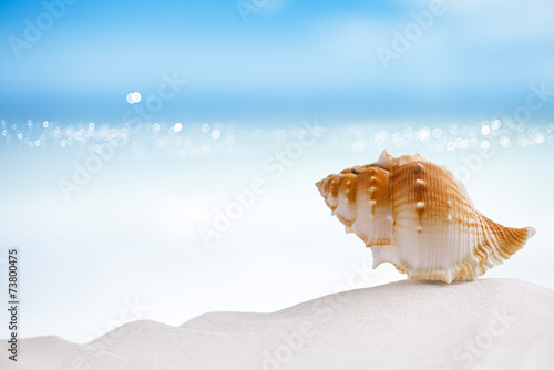 tropical sea shell on white Florida beach sand under the sun li