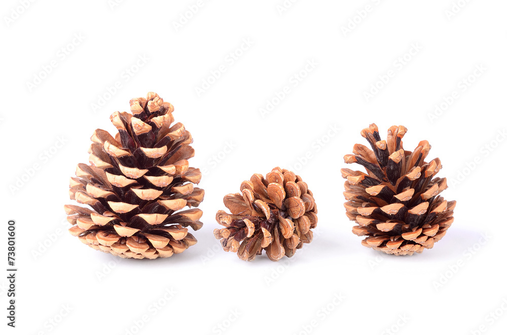 Pine cones isolated on white background Pine cones isolated on white background