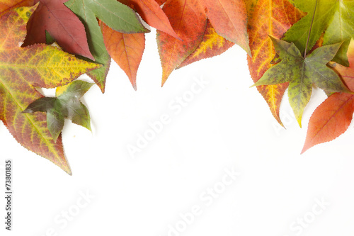 Autumn frame - colorful maple leaves on white background.