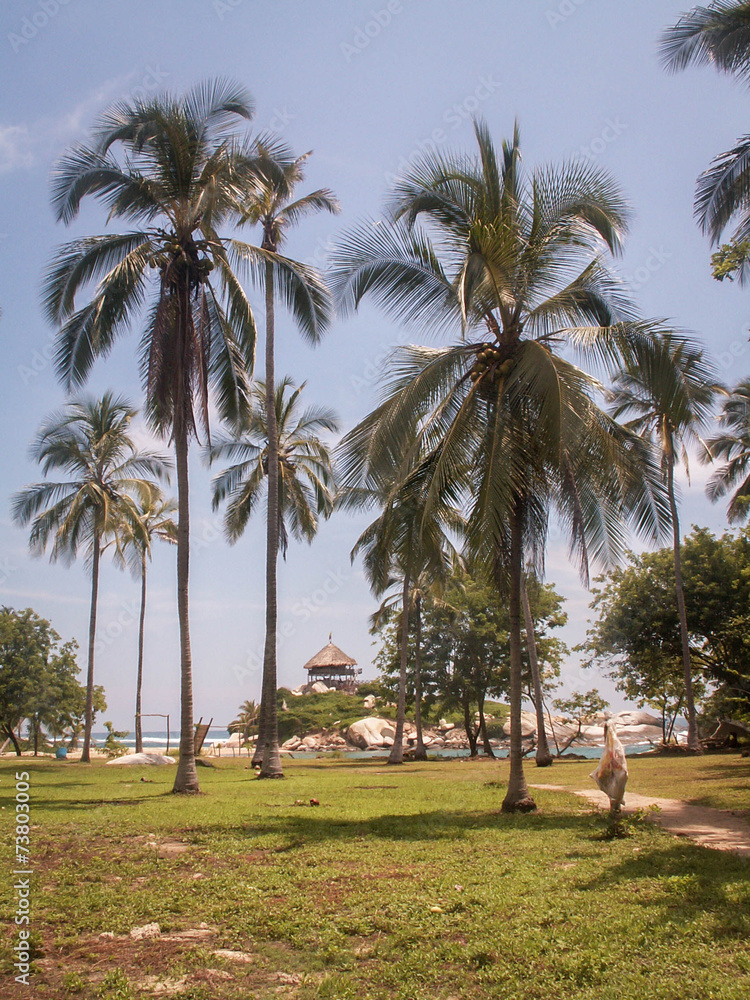 Tayrona Hut Through Palm Trees