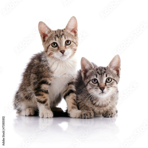 Two striped kittens. © Azaliya (Elya Vatel)