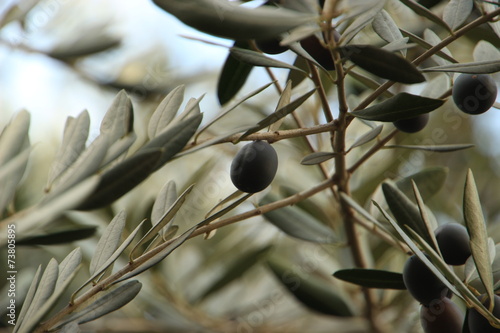 olives photo