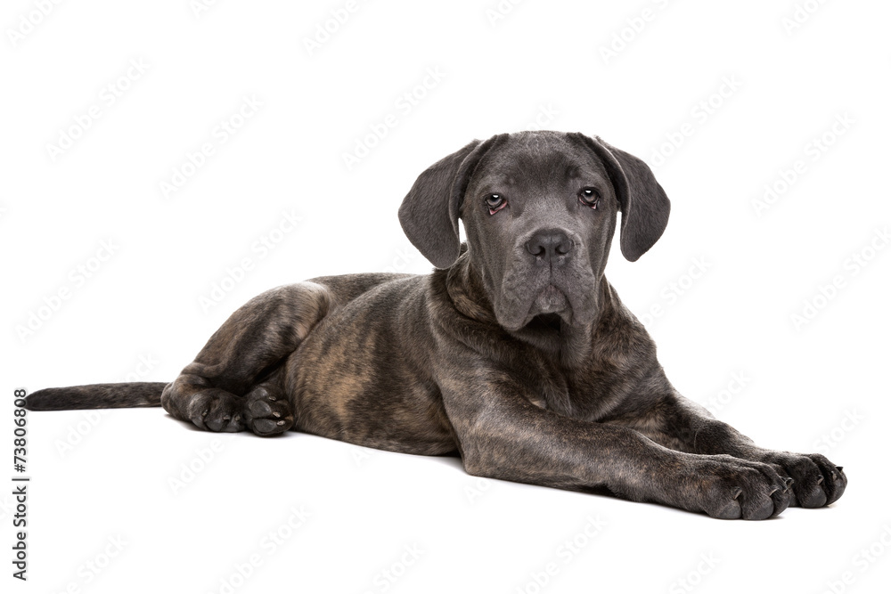 grey cane corso puppy dog