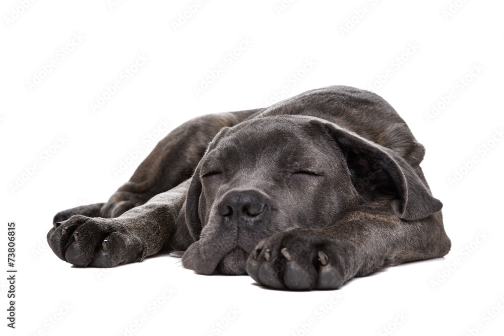 grey cane corso puppy dog