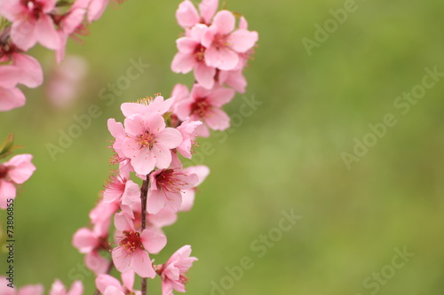 桃の花 © kyonnta