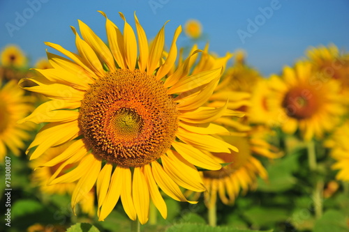 Sunflower Fields in Spring Season
