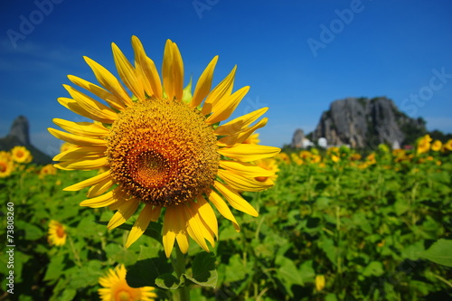 Sunflower Fields in Spring Season