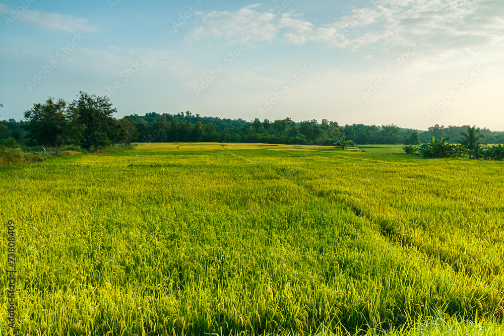 Landscape  green rice fields in evening