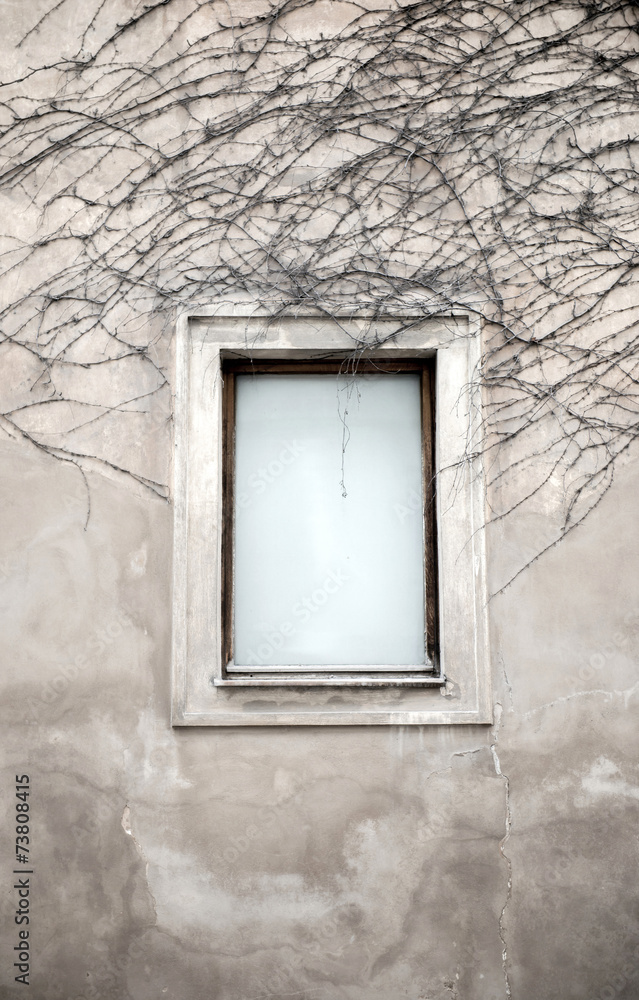 Fototapeta premium Windows and dried vine