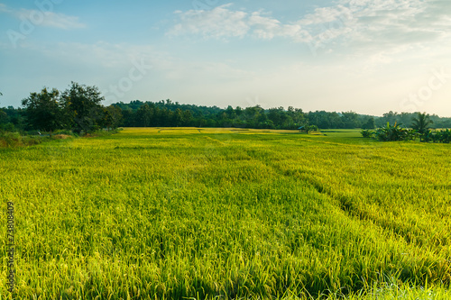 Landscape  green rice fields in evening