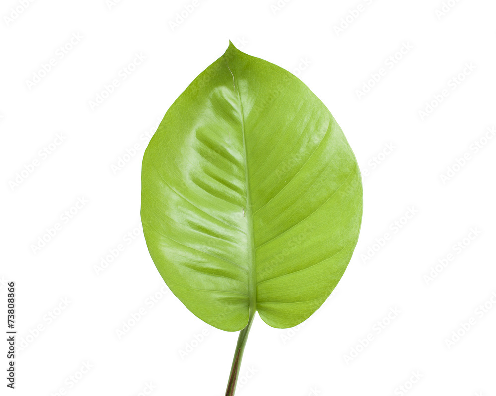 Green radish plant isolated on white background Green radish plant isolated on white background