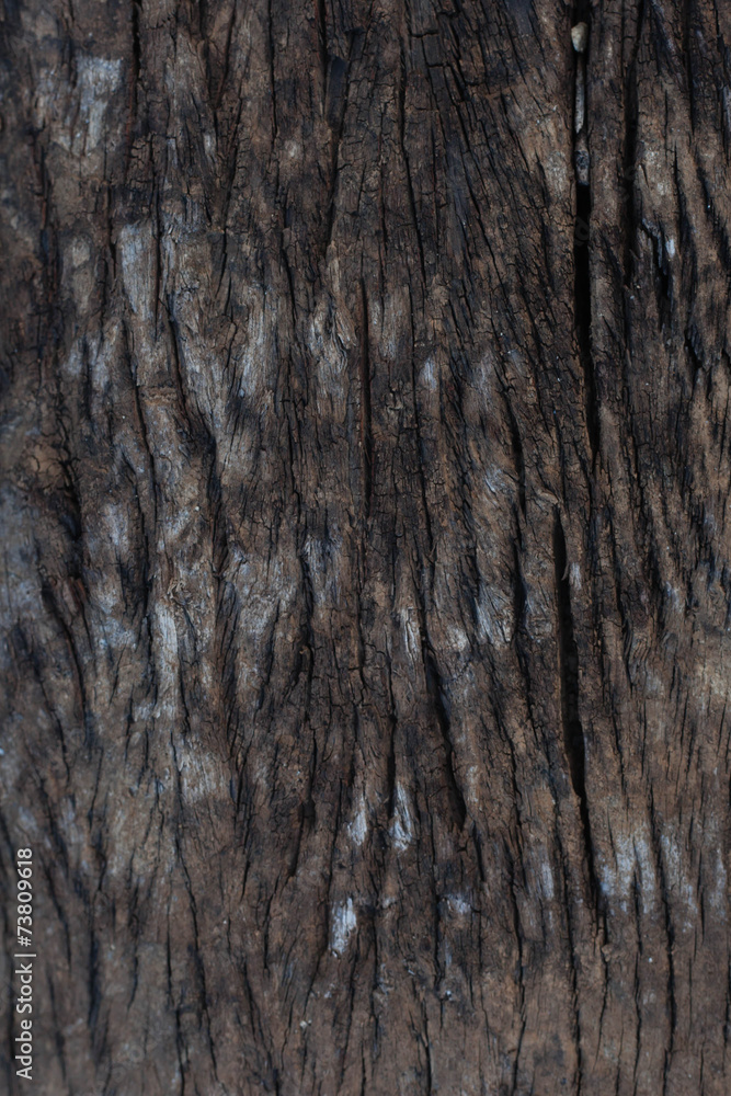 Obraz premium decay wood