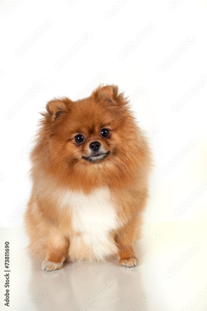 Pomeranian puppy  on white background
