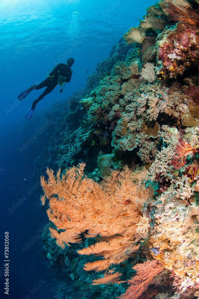 Diver, feather black coral in Banda, Indonesia underwater