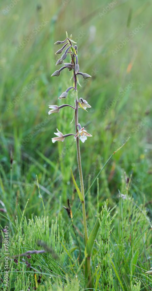 Marsh Helleborine, Epipactis palustris blooming Marsh Helleborine, Epipactis palustris blooming