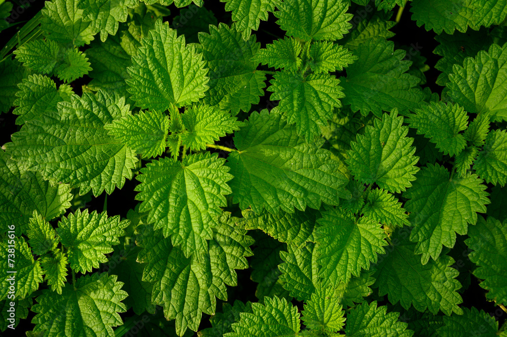 Fresh stinging nettles growing in a field. Fresh stinging nettles growing in a field.