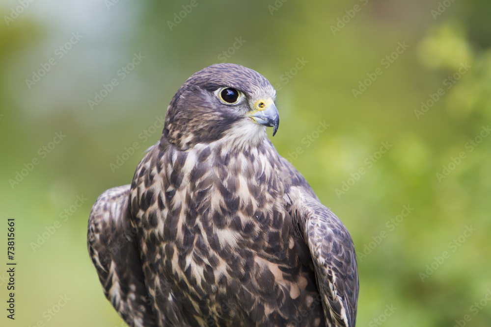 Saker Saker