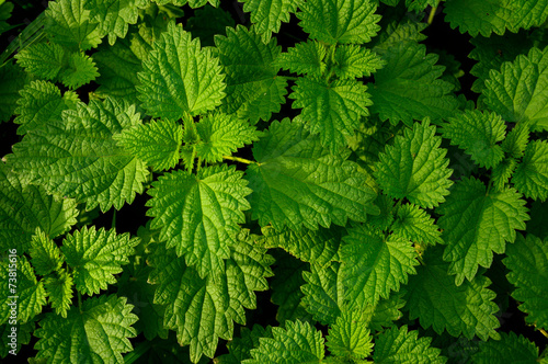 Fresh stinging nettles growing in a field.