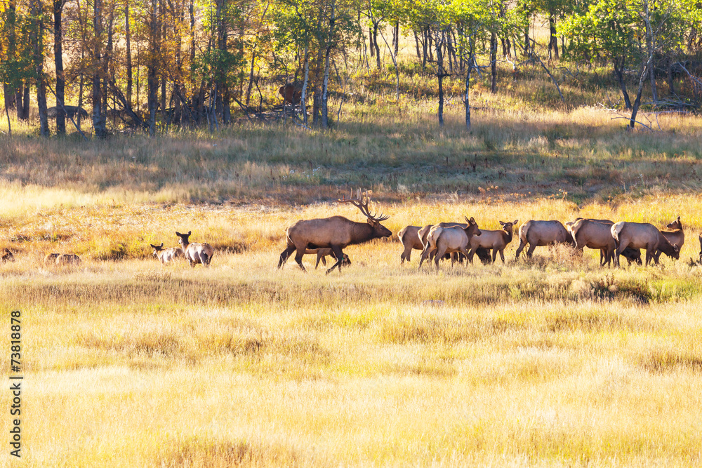 Deer Deer