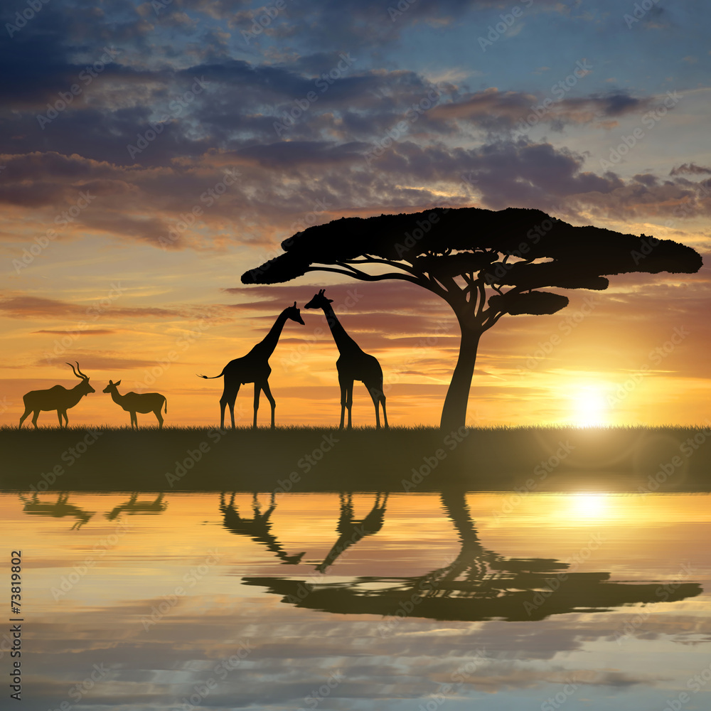Naklejka premium Giraffes with Kudu at sunset