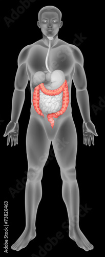 The large intestine photo