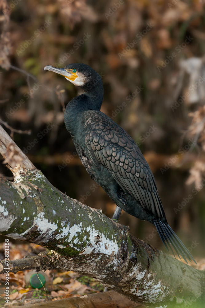 Obraz premium Kormoran