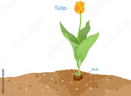 Fototapeta Naklejka Na Ścianę i Meble -  Tulip flower on a white background