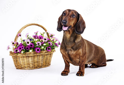 dog breed Dachshund with flowers