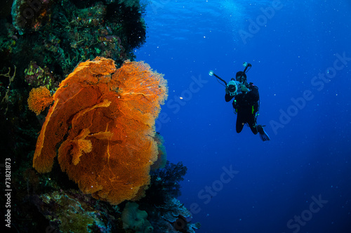 Diver and sea fan Melithaea in Banda, Indonesia underwater photo