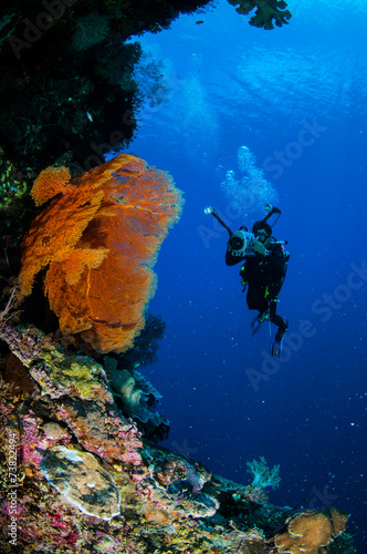 Diver and sea fan Melithaea in Banda, Indonesia underwater
