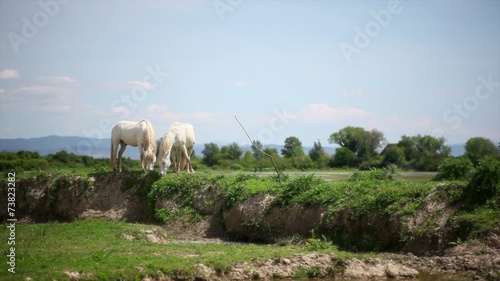 Herd of wild Camargue horses, Soca River Mouth. Italy