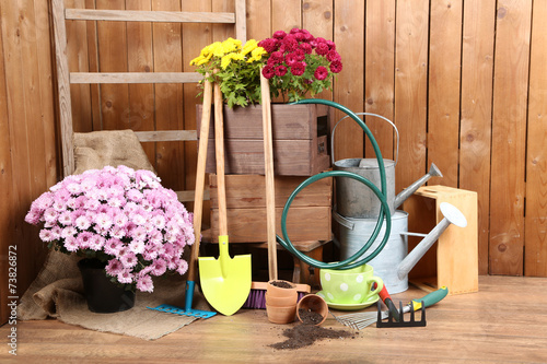 Fototapeta Naklejka Na Ścianę i Meble -  Chrysanthemum bush in wooden boxes on wooden wall background