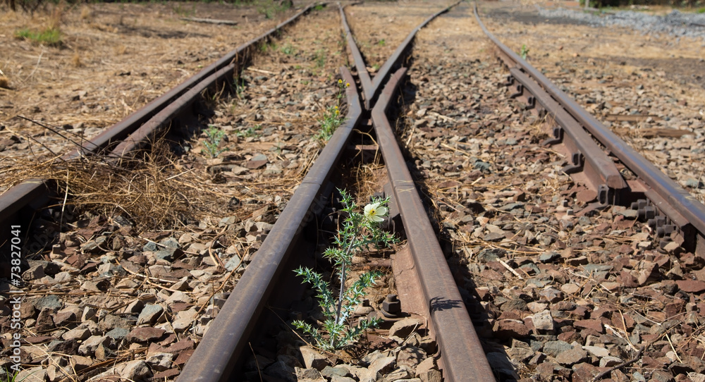 Naklejka premium Old used railway tracks in and small flower in colour