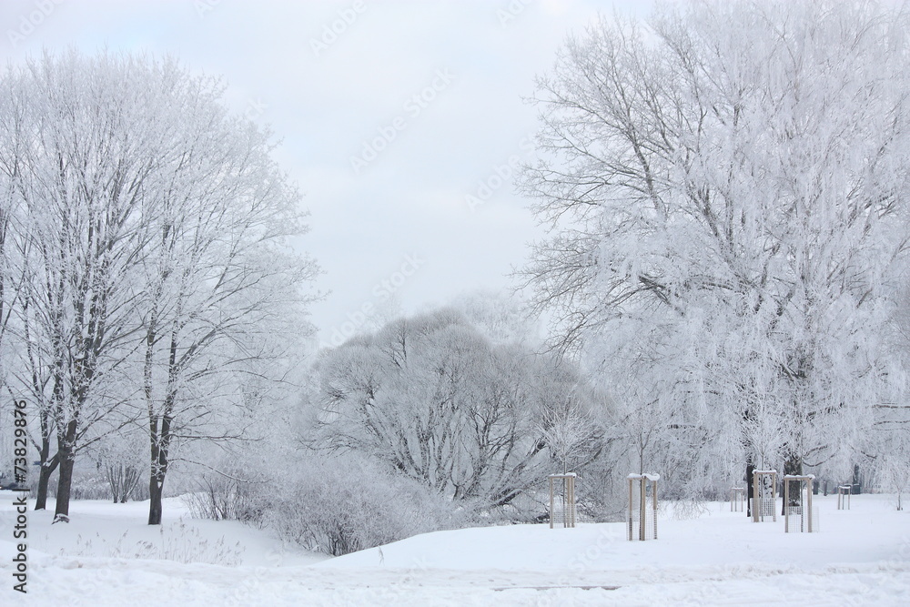 Obraz premium Winter view in the park