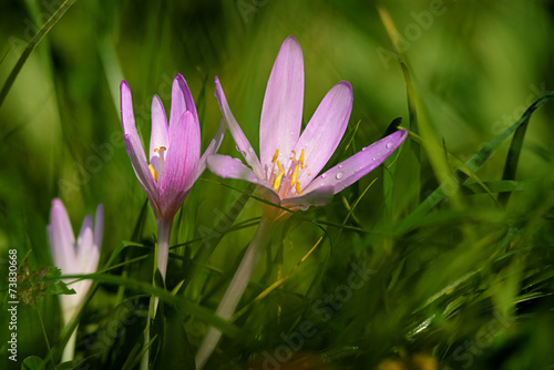 Meadow saffrone in blossom
