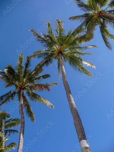 Palm tree view from the ground