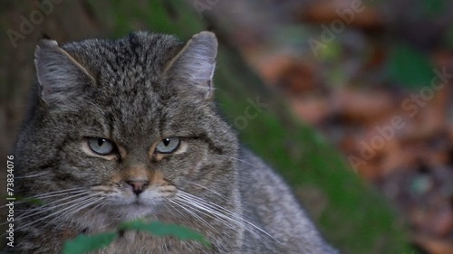 Wallpaper Mural Wildkatze Torontodigital.ca