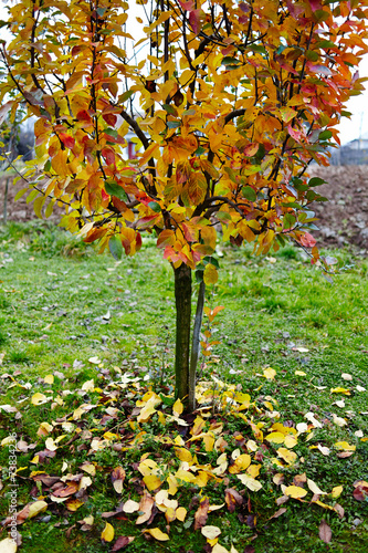 Apple tree in the autumn