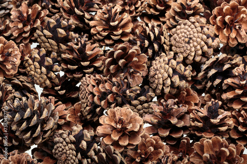 Background of dried natural pine cones.