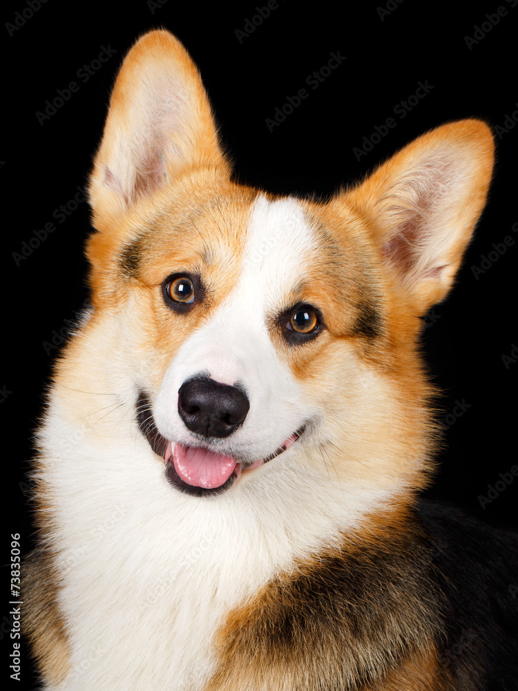 Welsh Corgi Pembroke dog Welsh Corgi Pembroke dog