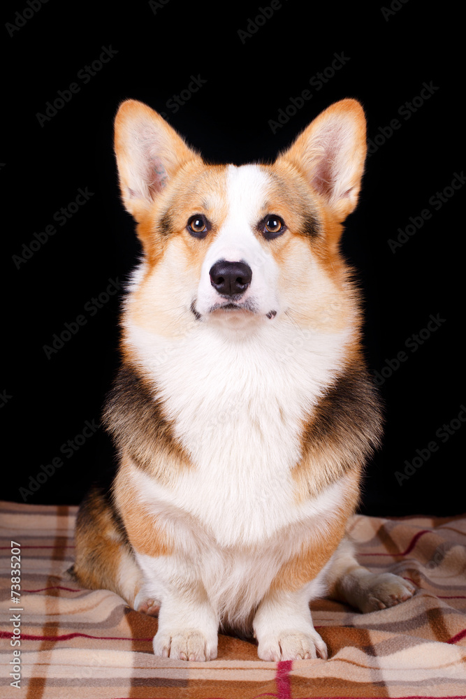 Welsh Corgi Pembroke dog Welsh Corgi Pembroke dog