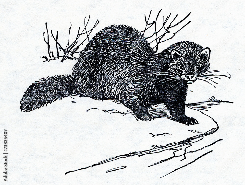 American mink (Neovison vison)