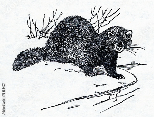 Obraz na płótnie American mink (Neovison vison) w salonie
