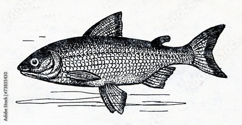 European whitefish (Coregonus lavaretus) photo