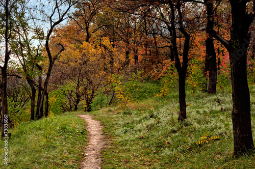 Pathway in the autumn forest