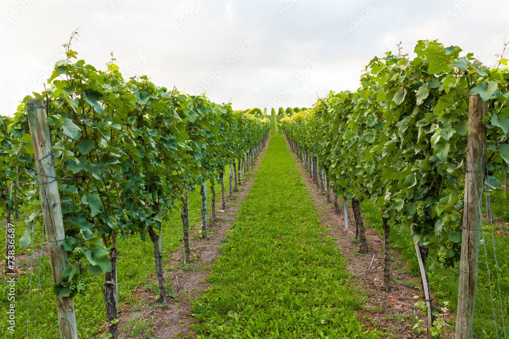 Wine fields in stuttgart germany