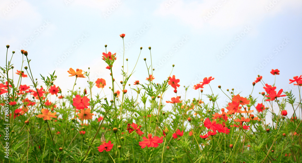 cosmos flower and blue sky background