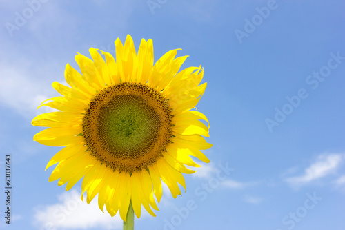 beautiful sunflower and bright blue sky