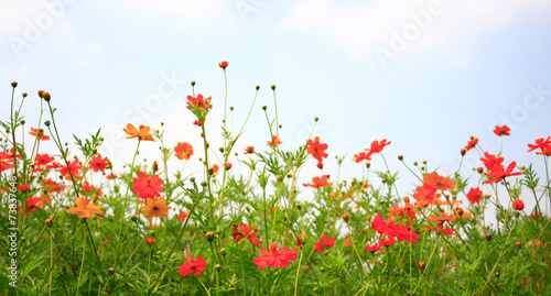 cosmos flower and blue sky background © studio2013